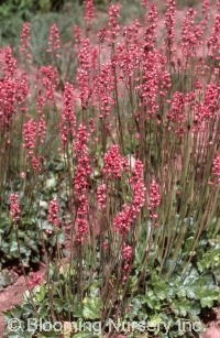 Heuchera 'Raspberry Regal'                        